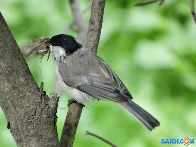 DSC03007_н

Просмотров: 603
Комментариев: 0