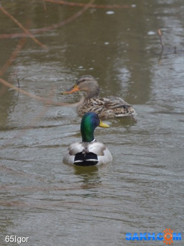 кряква

Просмотров: 437
Комментариев: 0