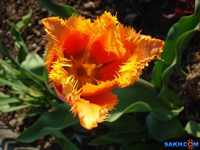 DSC01795