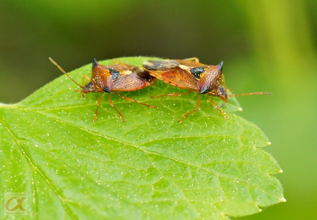 ***
Фотограф: Сергей Буркацкий

Просмотров: 780
Комментариев: 0