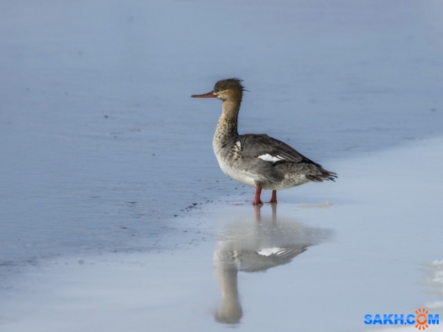 кр

Просмотров: 698
Комментариев: 0