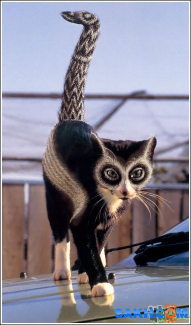 18
Фотограф: synthetic

Просмотров: 217
Комментариев: 0