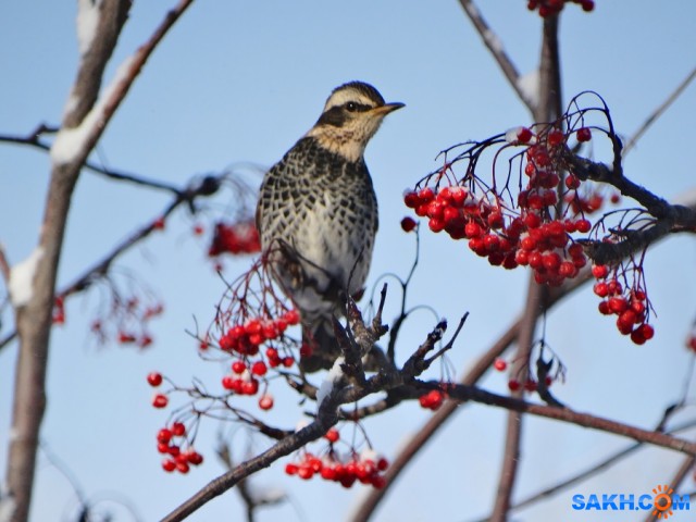 DSC08599-Н

Просмотров: 595
Комментариев: 0