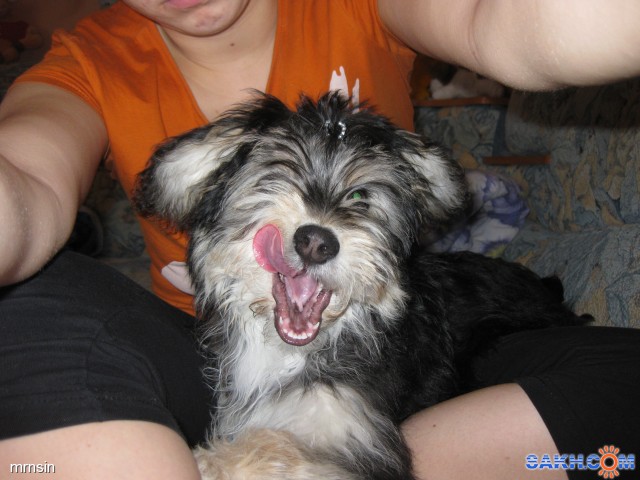 Улыбочку пошире,снимают!
Фотограф: Maricha

Просмотров: 7928
Комментариев: 0