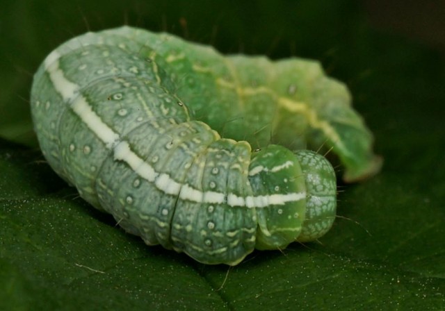 DSC01959
Фотограф: Сергей Буркацкий

Просмотров: 478
Комментариев: 0