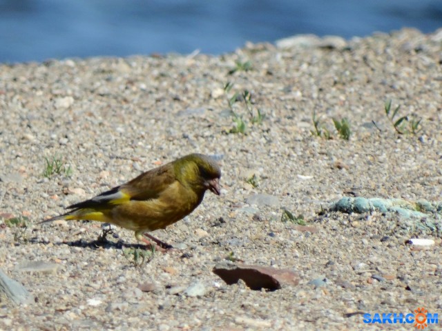 Китайская зеленушка

Просмотров: 754
Комментариев: 1