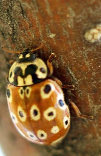 DSC05319
Фотограф: Сергей Буркацкий

Просмотров: 436
Комментариев: 0