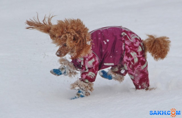 На прогулке

Просмотров: 378
Комментариев: 2