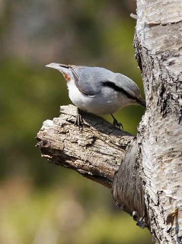 ***
Фотограф: Сергей Буркацкий

Просмотров: 1159
Комментариев: 0