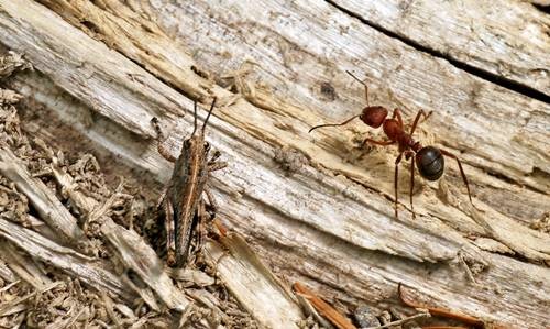 DSC07507
Фотограф: Сергей Буркацкий

Просмотров: 702
Комментариев: 0