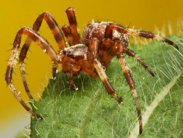 DSC02332
Фотограф: Сергей Буркацкий

Просмотров: 613
Комментариев: 0