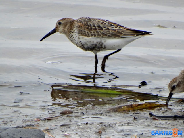 Чернозобик

Просмотров: 328
Комментариев: 0