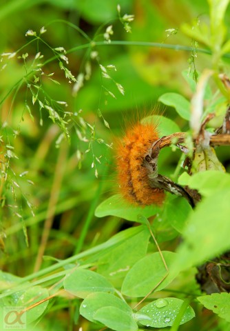 ***
Фотограф: Сергей Буркацкий

Просмотров: 829
Комментариев: 0