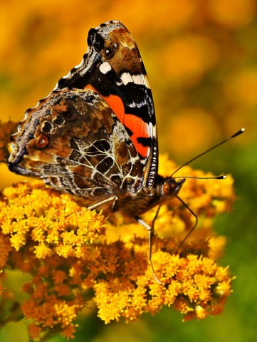 ***
Фотограф: Сергей Буркацкий

Просмотров: 651
Комментариев: 0