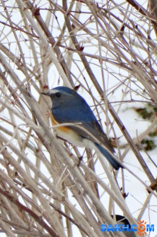 DSC06499_н
Синехвостка
Просмотров: 802
Комментариев: 2