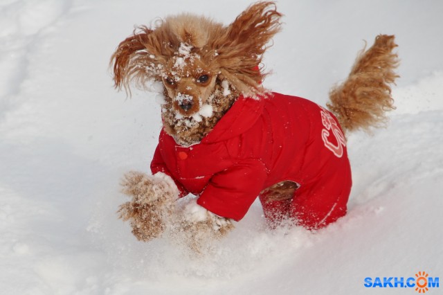 Мэрлин

Просмотров: 759
Комментариев: 0