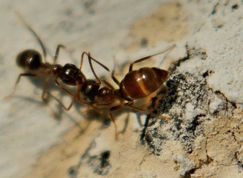 DSC05377
Фотограф: Сергей Буркацкий

Просмотров: 355
Комментариев: 0