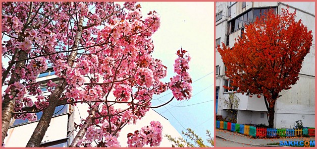 MyCollages
Сакура. Одно и то же дерево весной и осенью

Просмотров: 525
Комментариев: 0