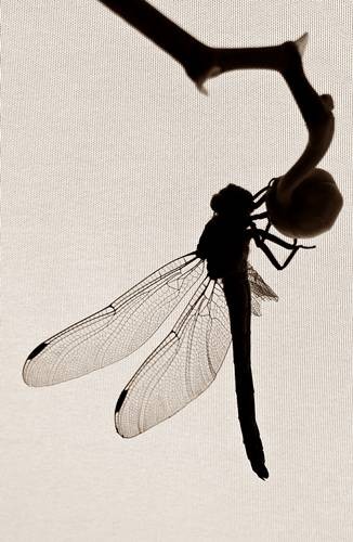 DSC04392
Фотограф: Сергей Буркацкий

Просмотров: 638
Комментариев: 0