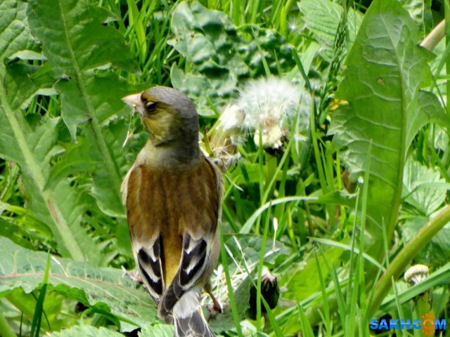 DSC01556_н

Просмотров: 851
Комментариев: 0