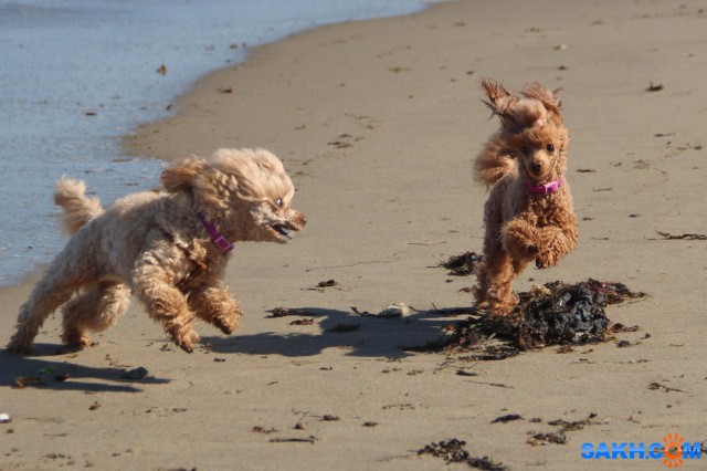 У моря

Просмотров: 419
Комментариев: 0