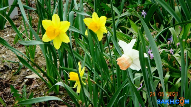 Нарциссы.

Просмотров: 453
Комментариев: 0