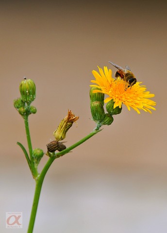 ***
Фотограф: Сергей Буркацкий

Просмотров: 1104
Комментариев: 0