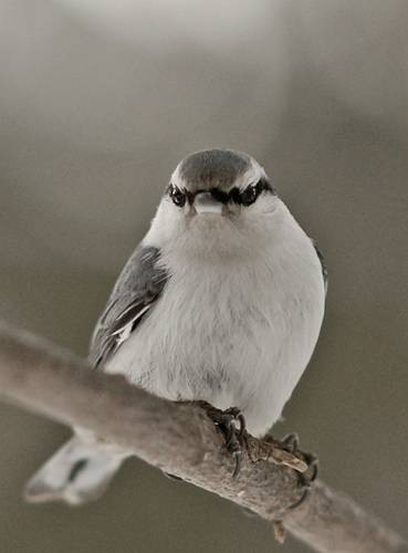 Фото 1131
Фотограф: Сергей Буркацкий

Просмотров: 368
Комментариев: 0