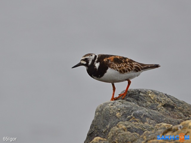 камнешарка

Просмотров: 563
Комментариев: 0