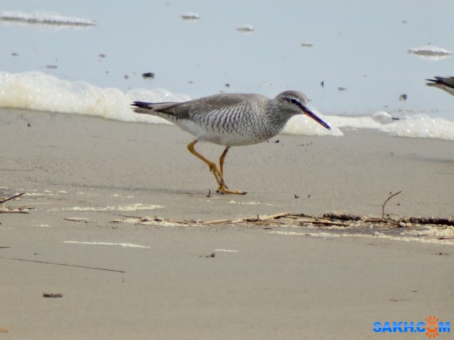 Сибирский пепельный улит

Просмотров: 528
Комментариев: 1