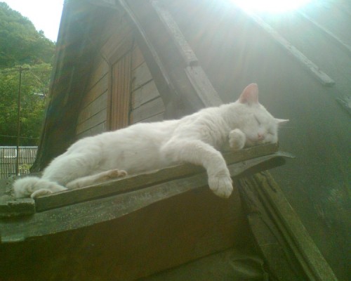 мой котяра