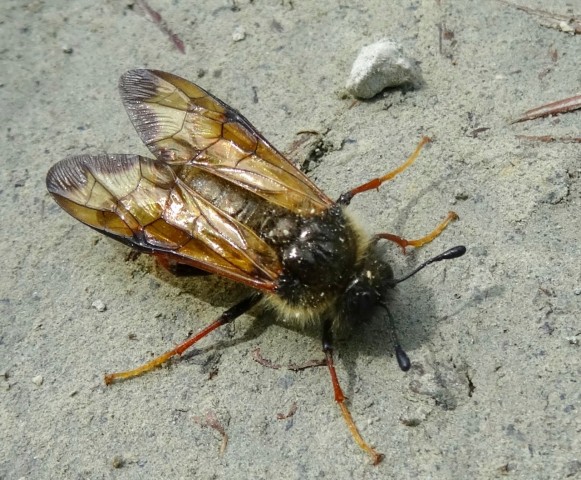 DSC03478
Фотограф: Сергей Буркацкий

Просмотров: 892
Комментариев: 0