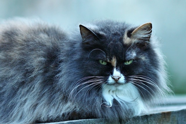 Злобный зеленоглазый котяра
Фотограф: Photohunter

Просмотров: 2688
Комментариев: 12