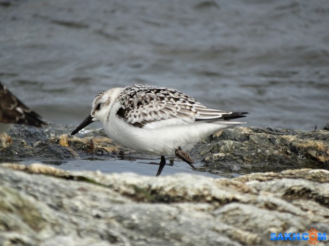 Песчанка

Просмотров: 829
Комментариев: 3