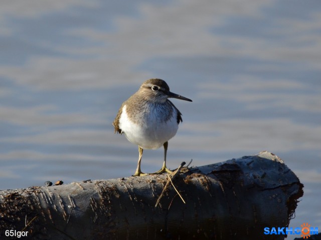 перевозчик куличок

Просмотров: 652
Комментариев: 0