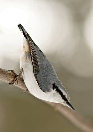 Фото 1111
Фотограф: Сергей Буркацкий

Просмотров: 343
Комментариев: 1