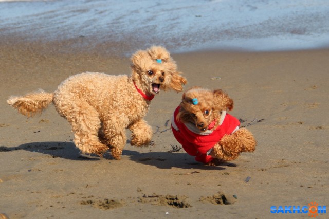 Догоняжки

Просмотров: 692
Комментариев: 0