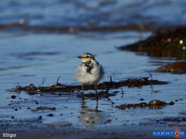 трясогузка молодая

Просмотров: 491
Комментариев: 0