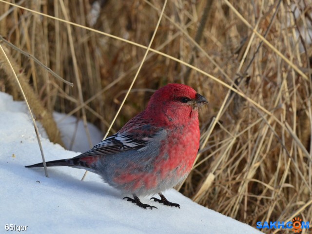 щур обыкновенный

Просмотров: 578
Комментариев: 0