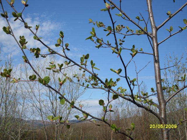 Берёзка распустилась!
Фотограф: Maricha

Просмотров: 7777
Комментариев: 2