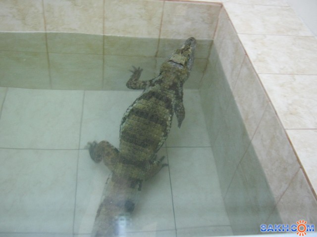 В зоопарке
Фотограф: mrnsin

Просмотров: 7370
Комментариев: 0