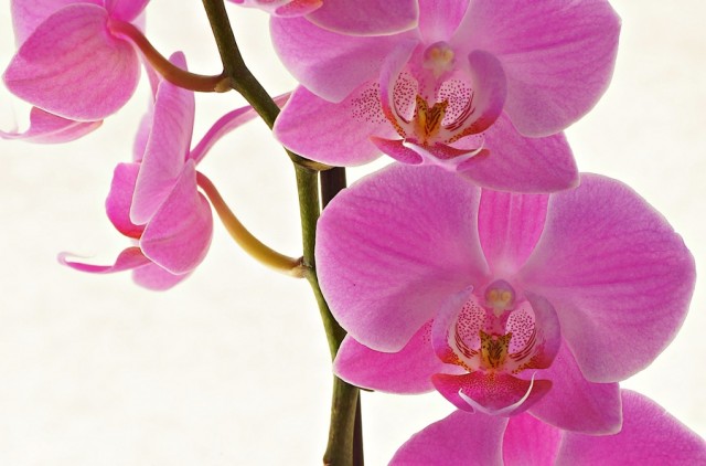 ***
Фотограф: Сергей Буркацкий

Просмотров: 881
Комментариев: 0