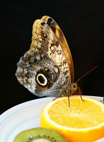 ***
Фотограф: Сергей Буркацкий

Просмотров: 606
Комментариев: 0