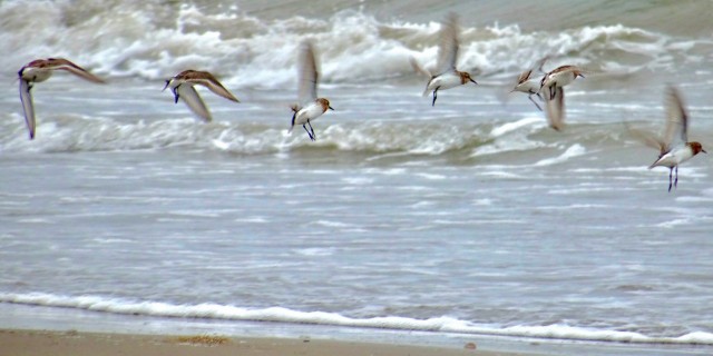 DSC04278
Фотограф: Сергей Буркацкий

Просмотров: 524
Комментариев: 0