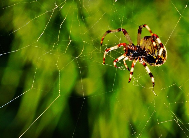 ***
Фотограф: Сергей Буркацкий

Просмотров: 670
Комментариев: 0