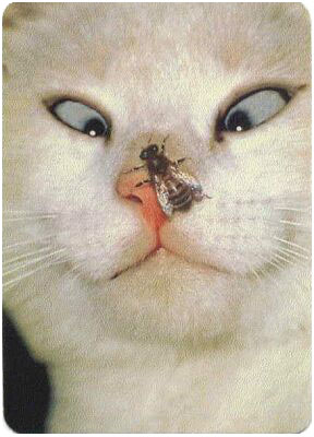 11

Просмотров: 529
Комментариев: 0