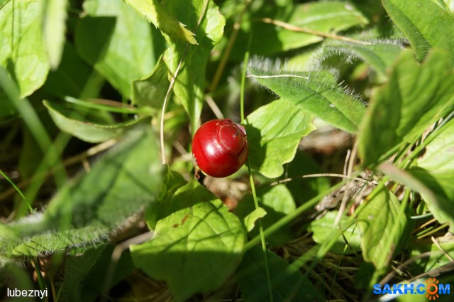 красника
Фотограф: NIK

Просмотров: 698
Комментариев: 0