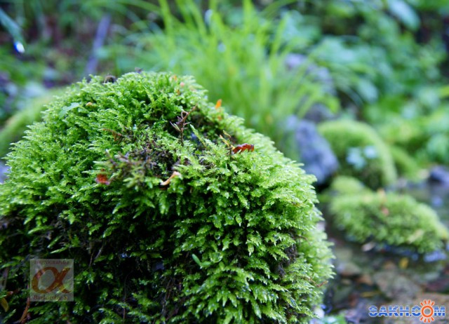 ***
Фотограф: Сергей Буркацкий

Просмотров: 1272
Комментариев: 0