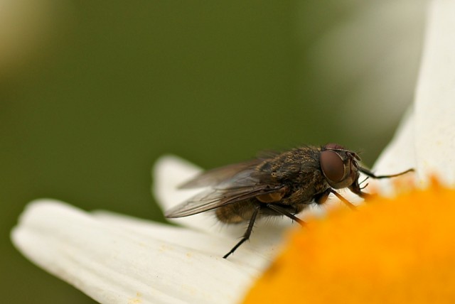 DSC01698
Фотограф: Сергей Буркацкий

Просмотров: 401
Комментариев: 0