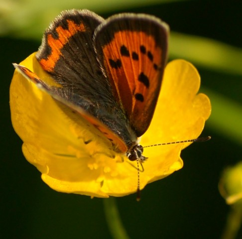 DSC00760
Фотограф: Сергей Буркацкий

Просмотров: 424
Комментариев: 0